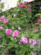 tn_gallery_276_1271_90522.jpg