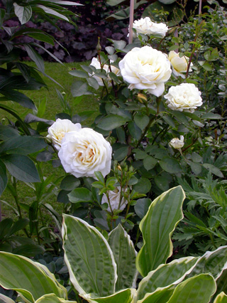 gallery_276_1271_59329.jpg