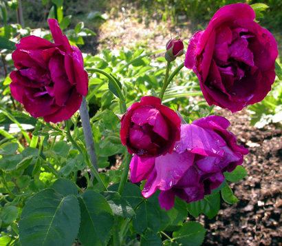 gallery_276_1271_89622.jpg