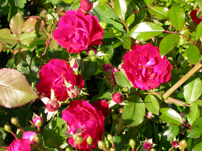 gallery_276_1271_96561.jpg