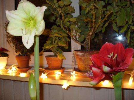 gallery_10231_957_58295.jpg