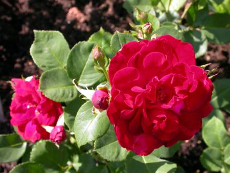 gallery_276_1271_74061.jpg
