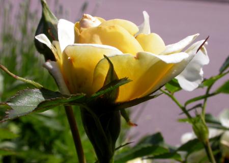 gallery_276_1271_81138.jpg