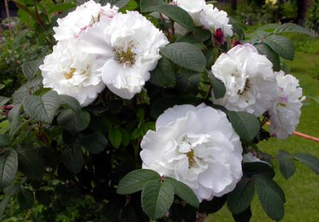 gallery_276_1271_82183.jpg