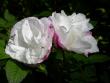 tn_gallery_276_1271_17599.jpg