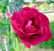 tn_gallery_276_1271_3430.jpg