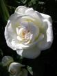 tn_gallery_276_1271_39864.jpg