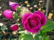 tn_gallery_276_1271_60021.jpg