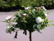 tn_gallery_276_1271_72584.jpg