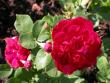 tn_gallery_276_1271_74061.jpg