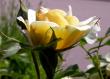 tn_gallery_276_1271_81138.jpg