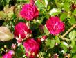 tn_gallery_276_1271_96561.jpg