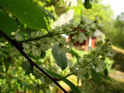gallery_12788_1260_11339.jpg
