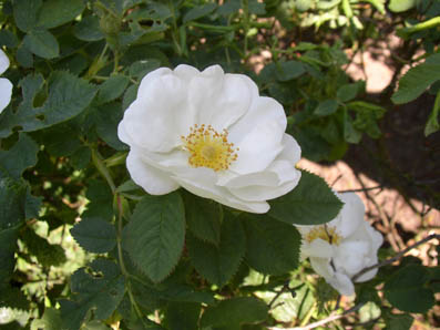 gallery_12788_1260_30406.jpg