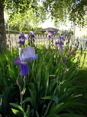 gallery_12788_1260_35774.jpg
