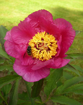 gallery_12788_1260_3967.jpg