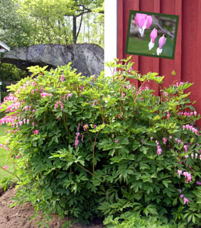 gallery_12788_1260_44244.jpg