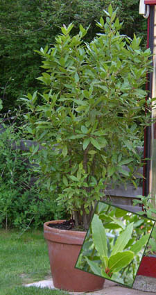 gallery_12788_1260_4863.jpg