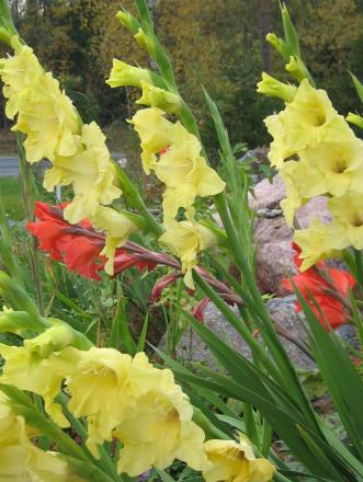 gallery_12619_1272_328145.jpg