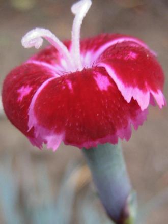 gallery_12619_1272_36559.jpg