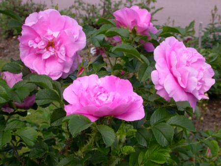 gallery_276_1271_62900.jpg