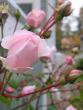 tn_gallery_12619_1272_72437.jpg