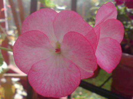 gallery_12858_1273_11906.jpg