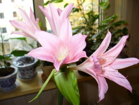 gallery_10231_957_67094.jpg