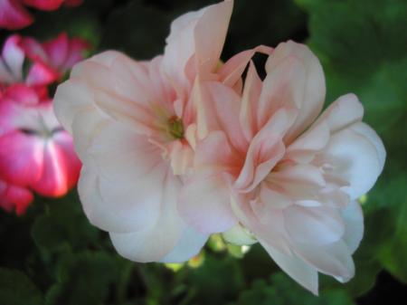gallery_5783_58_29488.jpg