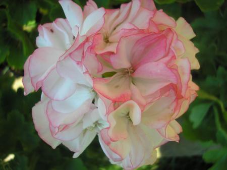 gallery_5783_58_32607.jpg