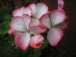 tn_gallery_5783_58_36621.jpg