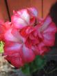 tn_gallery_5783_58_66153.jpg