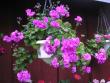tn_gallery_5783_58_9776.jpg