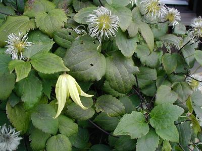 gallery_6954_1286_3036.jpg
