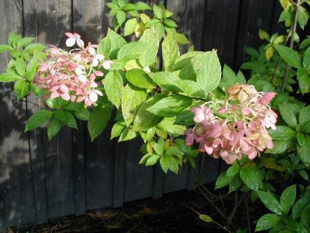 gallery_6954_1286_57005.jpg