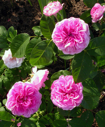 gallery_276_1247_4411.jpg