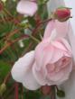 tn_gallery_12619_1272_101194.jpg