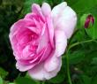 tn_gallery_276_1247_9998.jpg