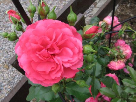 gallery_12867_1298_36017.jpg