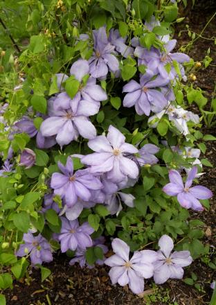 gallery_7131_1227_296660.jpg
