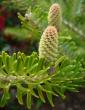 tn_gallery_7131_1227_101795.jpg