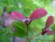 tn_gallery_7131_1227_41756.jpg
