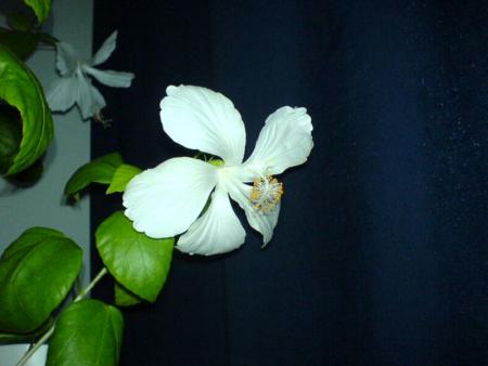 gallery_12729_1302_49044.jpg