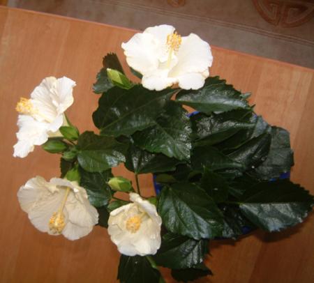 gallery_12729_1302_814.jpg