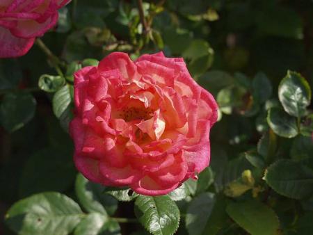 gallery_12814_1301_21716.jpg