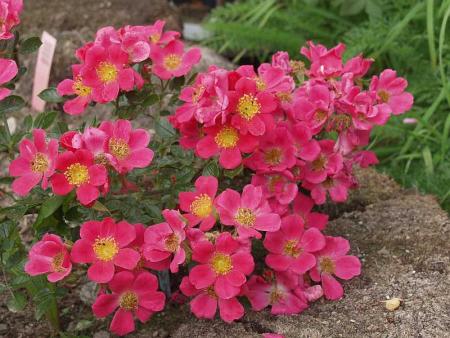 gallery_12814_1301_38632.jpg