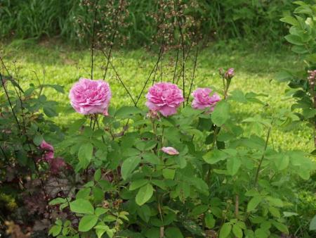 gallery_12814_1301_56258.jpg