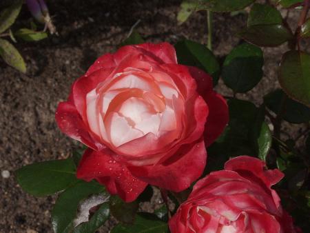 gallery_12814_1301_82149.jpg