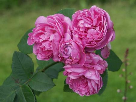 gallery_12814_1301_9386.jpg