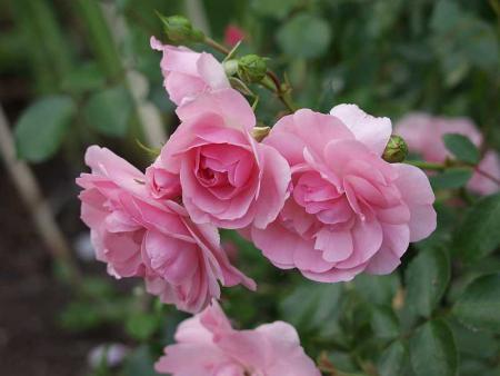gallery_12814_1301_9989.jpg